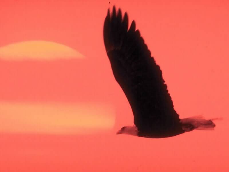 Eagle_sunset-800x600.jpg