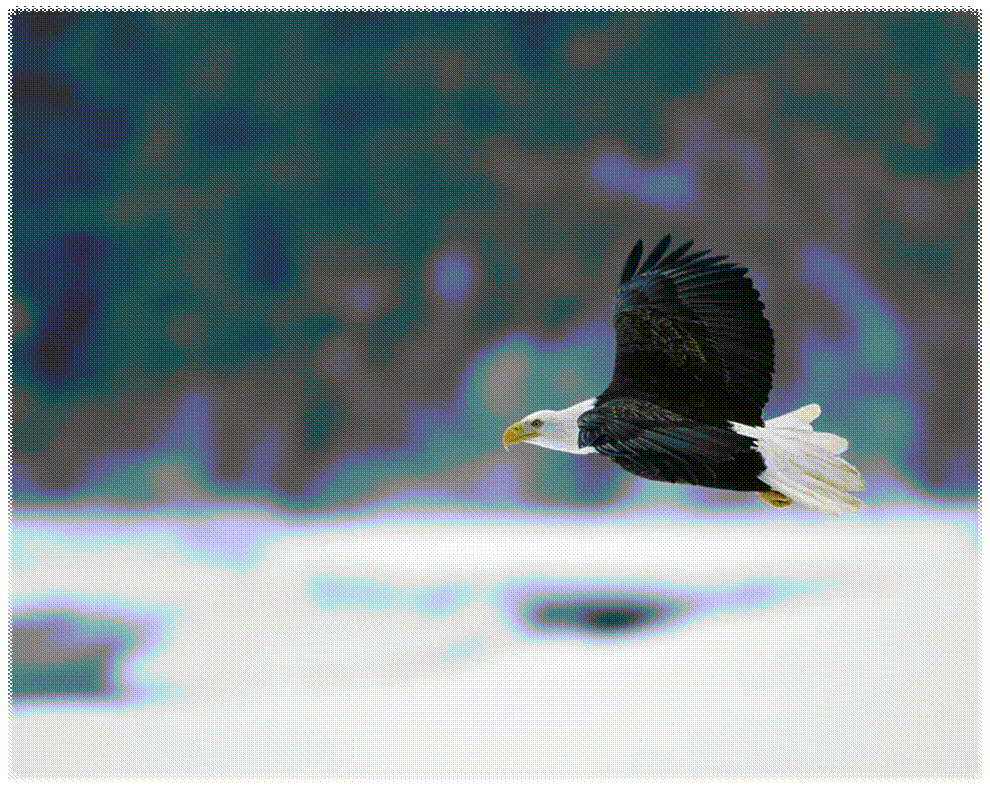 Bald_Eagle_in_Flight-1280x1024.jpg
